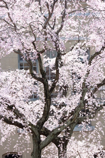 1860-12.4.8祇園枝垂桜　幹中間部分を中心に花・花・花.jpg